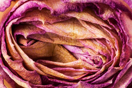 Closeup of withered and dried pink and yellow rose petals の写真素材