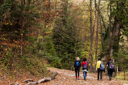 Four women taking a walk in the woods