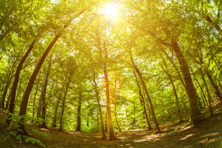 Fisheye shot of trees in the woods