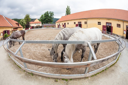 PIBER, AUSTRIA - JUNE 17, 2011: Lipizzaner horsesin Federal Stud Piber near Koeflach. Piber Federal Stud (BundesgestÃ¼t Piber) is stud farm dedicated to breeding of Lipizzan horses, founded in 1798.のeditorial素材