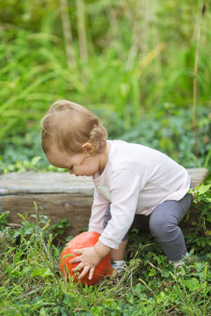 One and a half year old toddler girl sitting on the wooden bench and holding an ripe orange pumpkinの写真素材