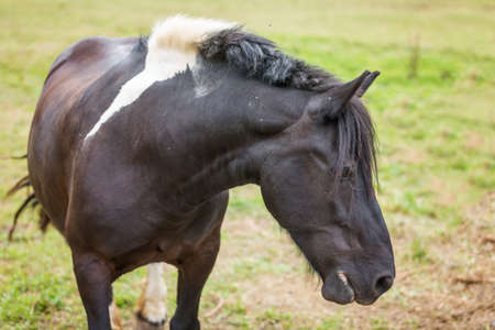Horse on a pasture on the meadow in the countrysideの写真素材