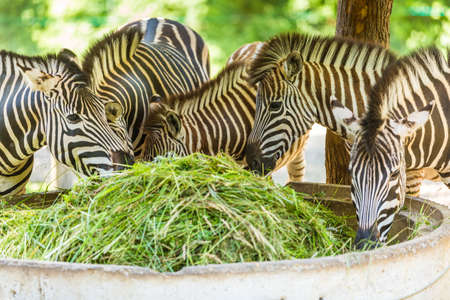 Zebras feeding on grass in the zooの写真素材