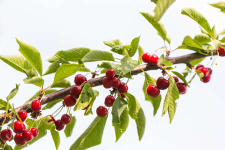 Branch of a cherry tree with ripe cherries against the sky