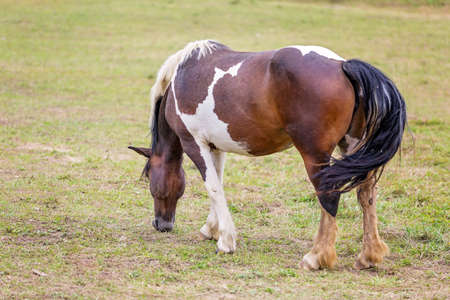 Horse on a pasture on the meadow in the countrysideの写真素材