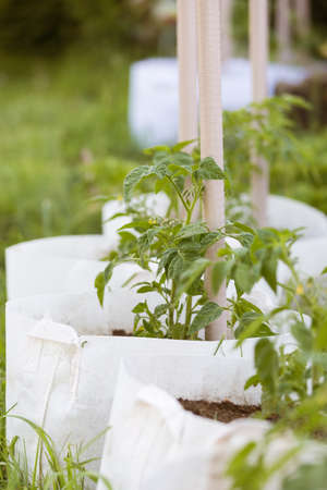 Young tomato plant growing in a fabric pot made of geotextile to prevend overwatering and enable aeration to the plant root; organic gardening conceptの写真素材