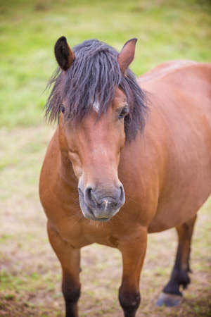 Horse on a pasture on the meadow in the countrysideの写真素材
