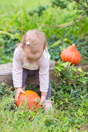 One and a half year old toddler girl standing by the wooden bench and bending for a ripe orange pumpkinの写真素材