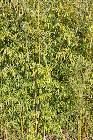 Young bamboo tree growing in the field, closeupの写真素材