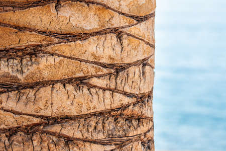 Brown bark of the palm tree in front of the sea, two thirds of the frame covered by the treeの写真素材