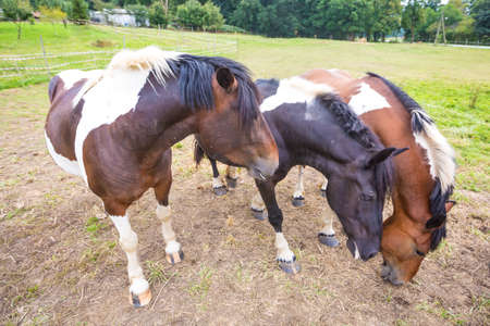 Horses on a pasture on the meadow in the countrysideの写真素材