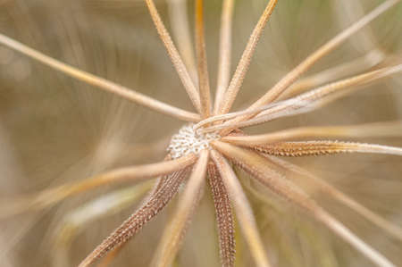 Close-up of dandelion seeds on natural background. Core conceptの写真素材