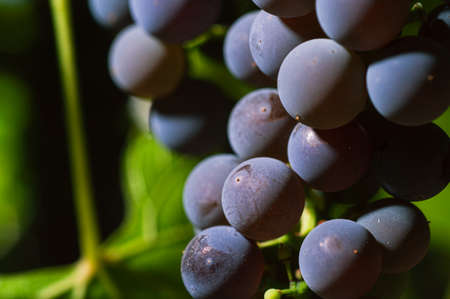 Close-Up Of Grapes Growing At Vineyard. Selective focus.