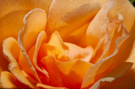 Close-up view of beautiful blooming orange rose flower. High quality photoの写真素材
