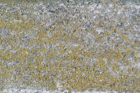 Texture of old concrete grunge wall with lichen moss mol. Solid, antique. High quality background.の写真素材