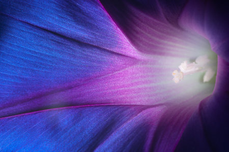 Purple blue bell flower. High quality photoの写真素材