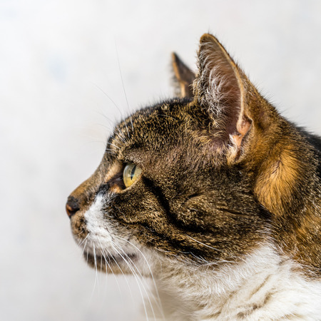 Cat Headの写真素材