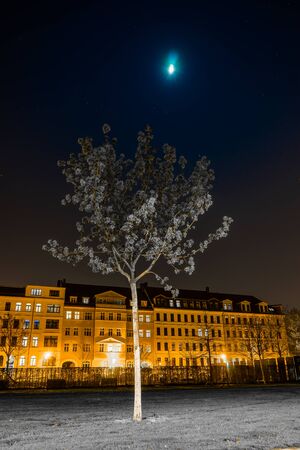 Young tree with gray leaves and the moon, Lene Voigt Park, Leipzig, Germanyの写真素材