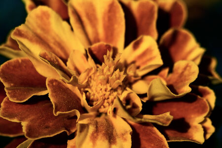 flower summerの写真素材