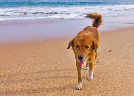 funy dog on the biachの写真素材