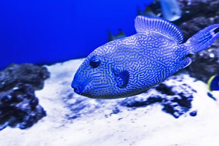 Wonderful and beautiful underwater world with corals and tropical fish.の写真素材
