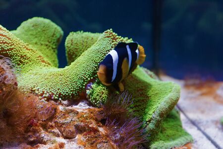 Underwater, Underwater World, corals and beautiful fishの写真素材