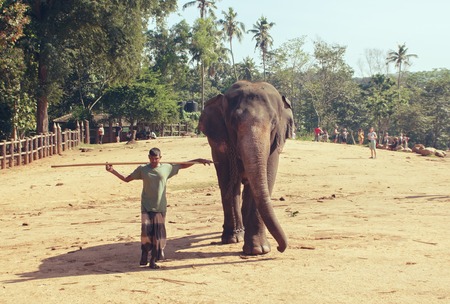 Pinnawala, Sri Lanka, october 21, 2011: Pinnawala Elephant Orphanage. Man is an elephant, a close friend of the mighty animal and human. The elephant in the nursery.のeditorial素材