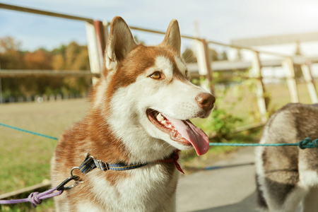 Portrait red Husky dog with a smile and his tongue hanging outの写真素材