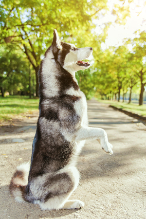 The gray husky dog standing on two legs. Playing in the park, autumn landscape, warm weather.の写真素材
