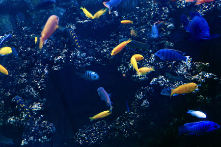 Wonderful and beautiful underwater world with corals and tropical fish.の写真素材