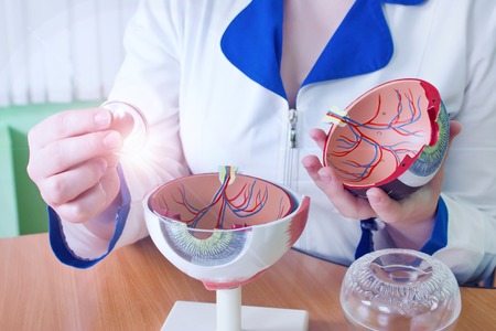 Ophthalmology oculus sample closeup. Ophthalmology, eye model close-up. The ophthalmologist is holding a model of the eye.の写真素材