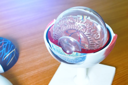 Ophthalmology oculus sample closeup. Ophthalmology, eye model close-up. Many details of the eyeball.の写真素材