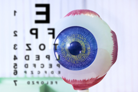 Ophthalmology oculus sample closeup. Ophthalmology, eye model close-up. Chart test for ophthalmologist doctor. Eyeballの写真素材