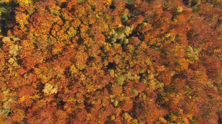 Aerial, top view from Drone: view of the forest crowns of trees from above. Autumn period.の写真素材