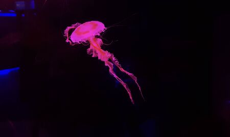 Beautiful colorful jellyfish in aquarium. Jellyfish from sea.の写真素材