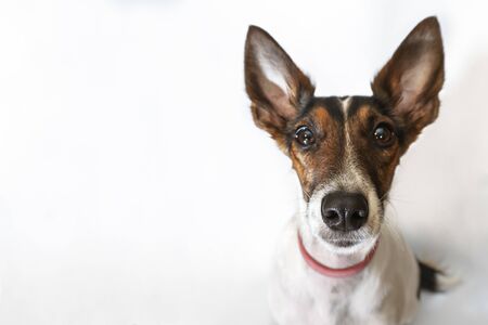 Parson russell terrier dog with erect ears. Funny face with a question.