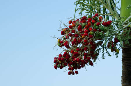 Red areca nut on a blue backgroundの写真素材
