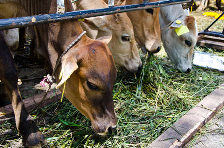 Brown cow in the stallの写真素材