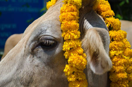 Brown cow in the stallの写真素材