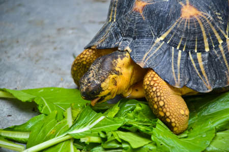 Land turtles eat fresh vegetablesの写真素材