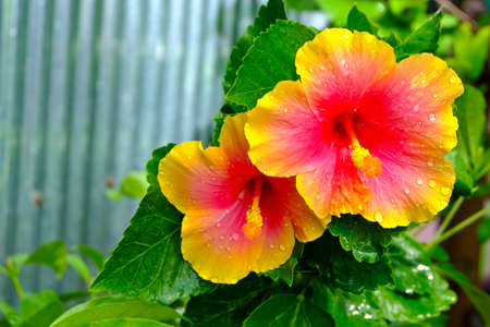 flower garden in thailandのeditorial素材