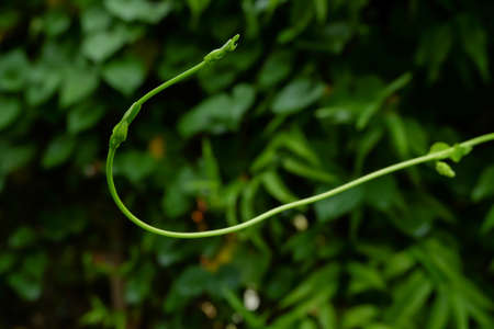 Seedling varieties ivy on topの写真素材
