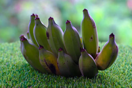 bunch of green bananas on grassの写真素材