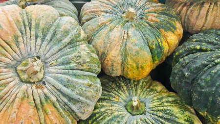 Many green pumpkin in the market.の写真素材