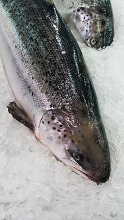 Frozen fish on ice at the seafood boothの写真素材