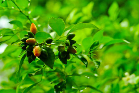 White flower Murraya paniculata or Orang Jessamin on treeの写真素材
