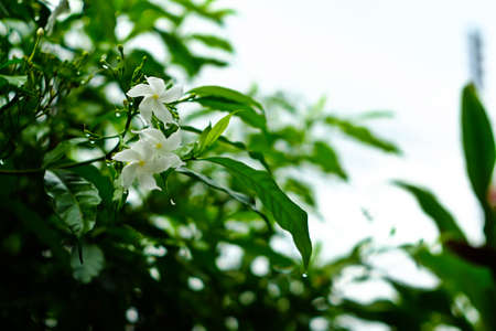 Gerdenia Crape Jasmine macro flower, Tabernaemontana pandacaqui Lam.の写真素材