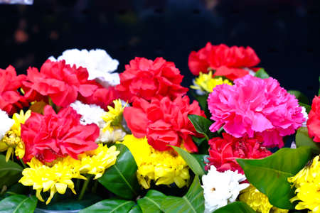 Fresh flowers, colorful marketsの写真素材