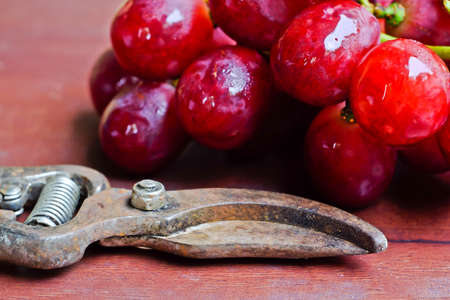 Grapes and grape scissors on a wooden rustic background