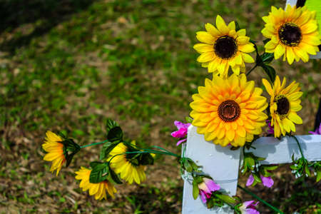 beautiful sunflower on garden nature background (flower)の写真素材